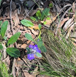 Ajuga australis at Harolds Cross, NSW - 8 Dec 2024 10:52 AM