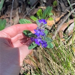 Ajuga australis at Harolds Cross, NSW - 8 Dec 2024 10:52 AM