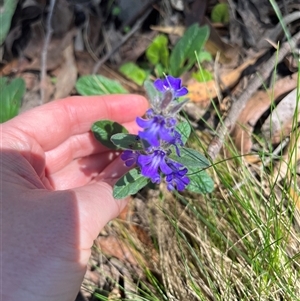 Ajuga australis at Harolds Cross, NSW - 8 Dec 2024 10:52 AM