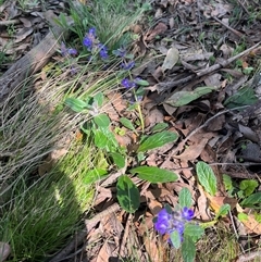 Ajuga australis at Harolds Cross, NSW - 8 Dec 2024 10:52 AM