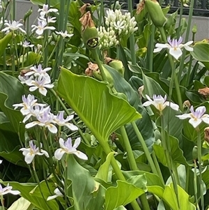 Zantedeschia aethiopica at Campbell, ACT - 9 Dec 2024