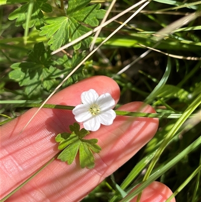 Geranium potentilloides var. potentilloides (Downy Geranium) at Harolds Cross, NSW - 7 Dec 2024 by courtneyb