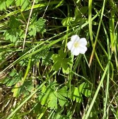 Geranium potentilloides var. potentilloides at Harolds Cross, NSW - 7 Dec 2024 11:26 AM