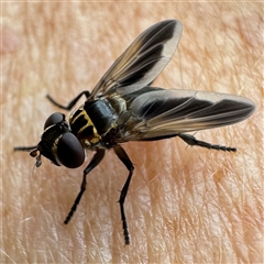 Trichopoda giacomellii (Feather Leg Fly) at Chapman, ACT - 9 Dec 2024 by WindyHen