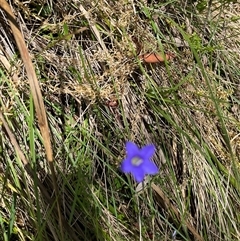 Wahlenbergia sp. (Bluebell) at Harolds Cross, NSW - 7 Dec 2024 by courtneyb