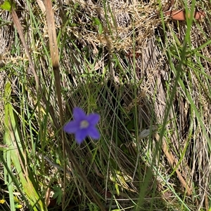 Wahlenbergia sp. at Harolds Cross, NSW - 7 Dec 2024 12:29 PM