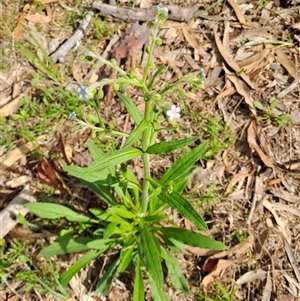 Cynoglossum australe at Fisher, ACT - 9 Dec 2024 09:30 AM