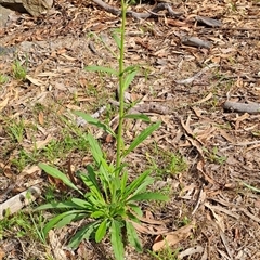 Cynoglossum australe at Fisher, ACT - 9 Dec 2024