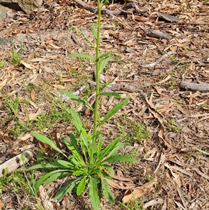 Cynoglossum australe at Fisher, ACT - 9 Dec 2024