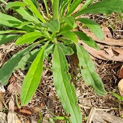 Cynoglossum australe at Fisher, ACT - 9 Dec 2024