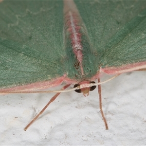 Chlorocoma dichloraria (Guenee's or Double-fringed Emerald) at Melba, ACT by kasiaaus