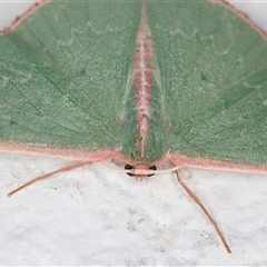 Chlorocoma dichloraria at Melba, ACT - 6 Dec 2024