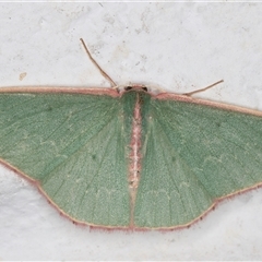 Chlorocoma dichloraria at Melba, ACT - 6 Dec 2024 10:20 PM