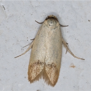 Tachystola stenoptera at Melba, ACT - 6 Dec 2024