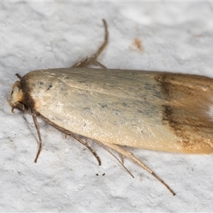 Tachystola stenoptera at Melba, ACT - 6 Dec 2024 10:22 PM