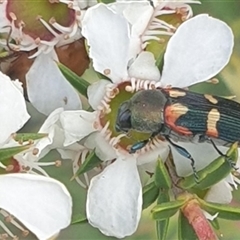 Castiarina sexplagiata at Uriarra Village, ACT - 5 Dec 2024 by gregbaines