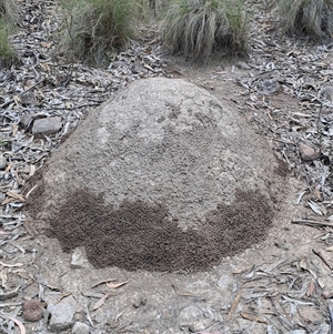 Nasutitermes sp. (genus) at Kambah, ACT - suppressed