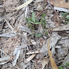 Unidentified Pea at Kambah, ACT - 8 Dec 2024 by LPadg