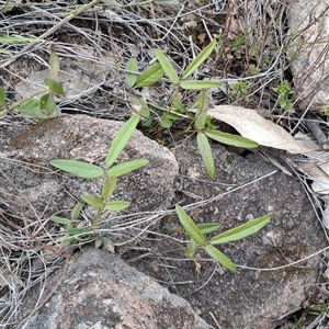 Unidentified Pea at Kambah, ACT by LPadg