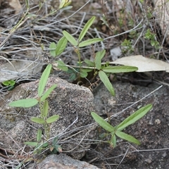 Grona varians at Kambah, ACT - 9 Dec 2024 07:43 AM