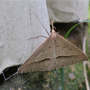 Epidesmia hypenaria (Long-nosed Epidesmia) at Lyons, ACT by ran452