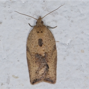 Epiphyas postvittana (Light Brown Apple Moth) at Melba, ACT by kasiaaus