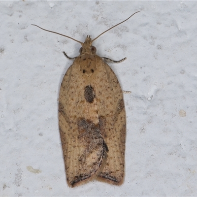 Epiphyas postvittana (Light Brown Apple Moth) at Melba, ACT - 6 Dec 2024 by kasiaaus
