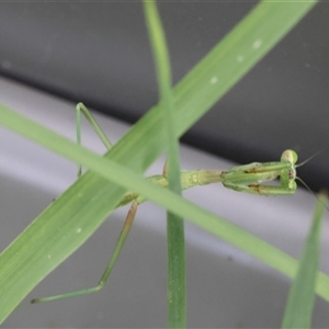 Pseudomantis albofimbriata at Lyons, ACT by ran452