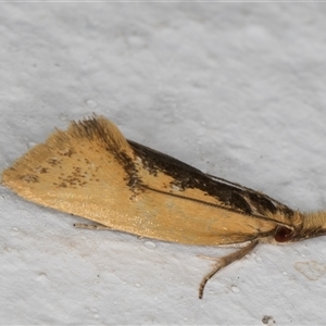 Thema brevivitella (A Concealer moth (Chezala Group)) at Melba, ACT by kasiaaus