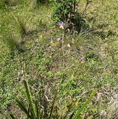 Dianella revoluta var. revoluta at Harolds Cross, NSW - 7 Dec 2024 by courtneyb