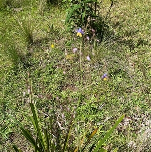 Dianella sp. aff. longifolia (Benambra) (Pale Flax Lily, Blue Flax Lily) at Harolds Cross, NSW by courtneyb