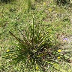 Dianella sp. aff. longifolia (Benambra) at Harolds Cross, NSW - 7 Dec 2024 11:22 AM