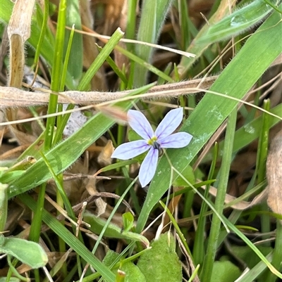 Lobelia sp. at Harolds Cross, NSW - 7 Dec 2024 by courtneyb