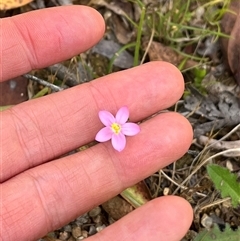 Centaurium sp. (Centaury) at Harolds Cross, NSW - 7 Dec 2024 by courtneyb