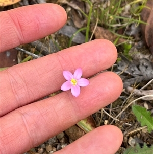 Centaurium sp. at Harolds Cross, NSW by courtneyb