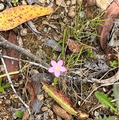 Centaurium sp. at Harolds Cross, NSW - 7 Dec 2024 11:24 AM