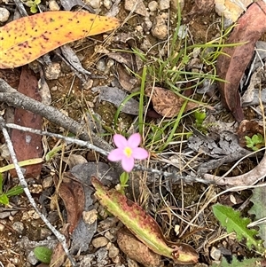 Centaurium sp. at Harolds Cross, NSW - 7 Dec 2024