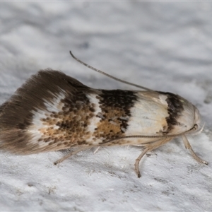 Notodryas (genus) at Melba, ACT - 6 Dec 2024