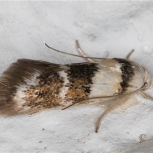 Notodryas (genus) at Melba, ACT - 6 Dec 2024 11:13 PM