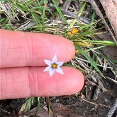 Sisyrinchium rosulatum (Scourweed) at Harolds Cross, NSW - 7 Dec 2024 by courtneyb