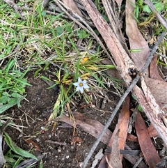 Sisyrinchium rosulatum at Harolds Cross, NSW - 7 Dec 2024