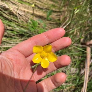 Ranunculus lappaceus at Harolds Cross, NSW - 7 Dec 2024