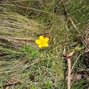 Ranunculus lappaceus at Harolds Cross, NSW - 7 Dec 2024