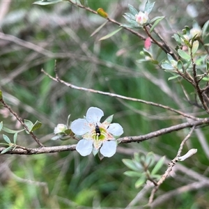 Leptospermum myrtifolium at Harolds Cross, NSW by courtneyb