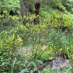 Senecio minimus (Shrubby Fireweed) at Harolds Cross, NSW - 7 Dec 2024 by courtneyb