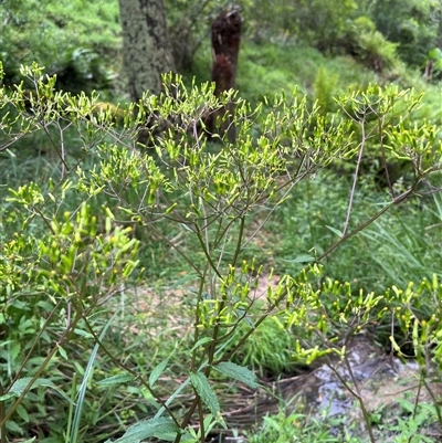 Senecio minimus (Shrubby Fireweed) at Harolds Cross, NSW - 7 Dec 2024 by courtneyb