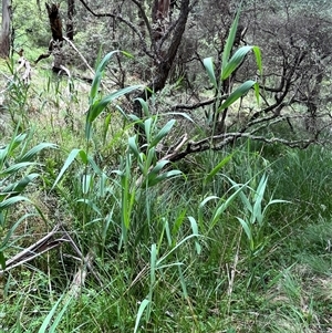 Phragmites australis (Common Reed) at Harolds Cross, NSW by courtneyb