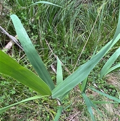 Phragmites australis at Harolds Cross, NSW - 7 Dec 2024 12:09 PM