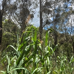 Phragmites australis at Harolds Cross, NSW - 7 Dec 2024 12:09 PM