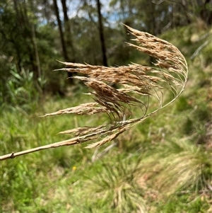 Phragmites australis at Harolds Cross, NSW - 7 Dec 2024 12:09 PM